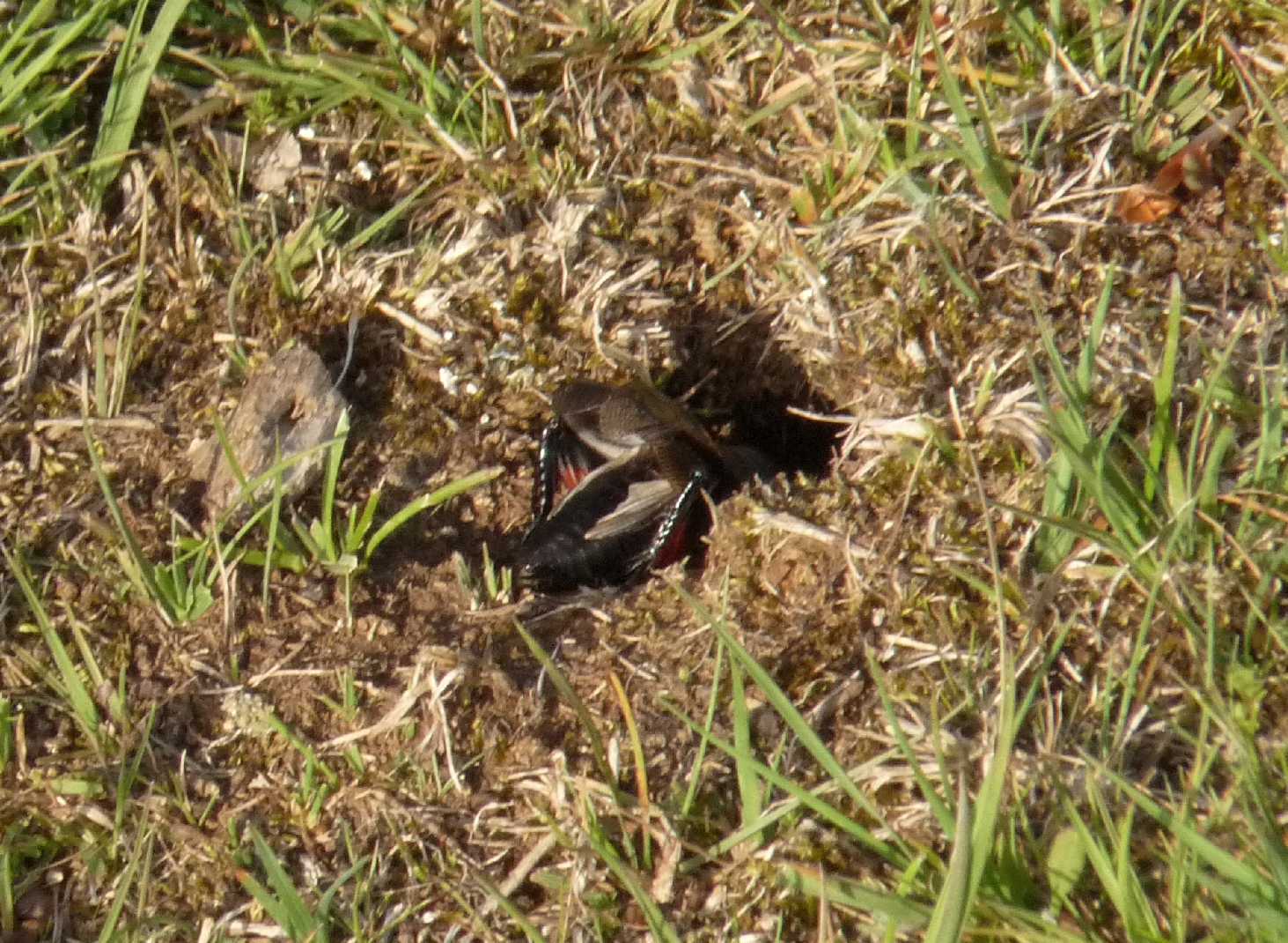 Grilli sulla porta di casa (loro): (Gryllus campestris)